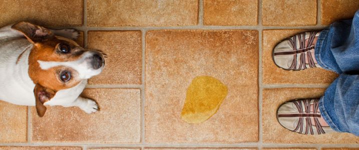 Tegels op onverwachte plaatsen, huisdieren