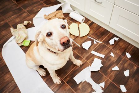 Onderhoud tegels met huisdieren