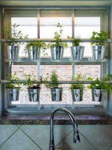 Innovatie in de keuken met kamerplanten en kruidenpotten