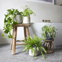 Kamerplanten in badkamer
